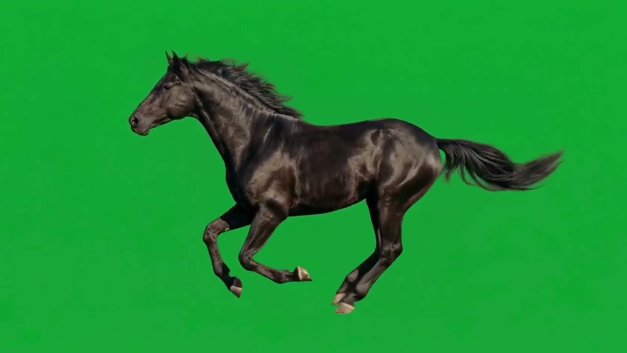 Horse Green Screen Video || Horse Green Screen || Chroma Key || Content For Creators