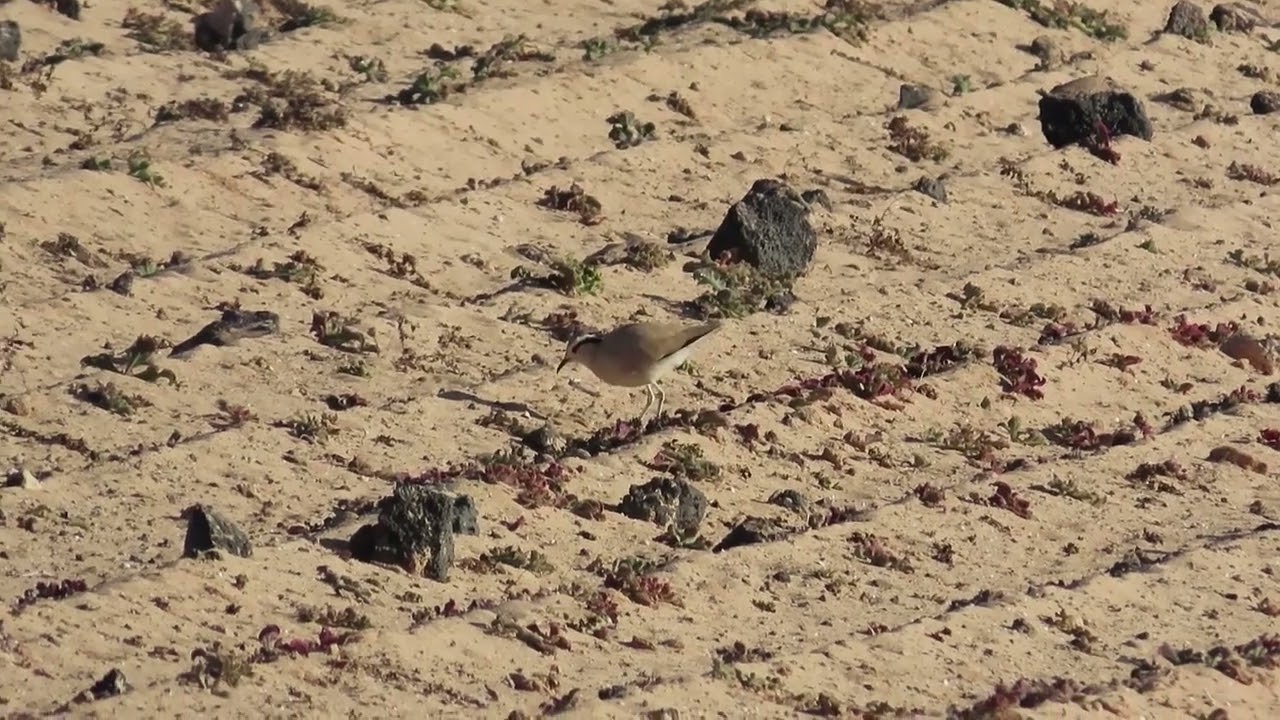 Cream coloured Coursers Cursorius cursor, near Munique, Lanzarote 12 February 2025