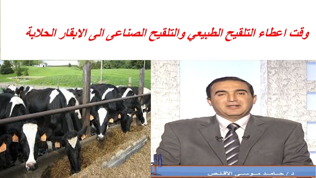 وقت اعطاء التلقيح الطبيعي والتلقيح الصناعى الى الابقار الحلابة