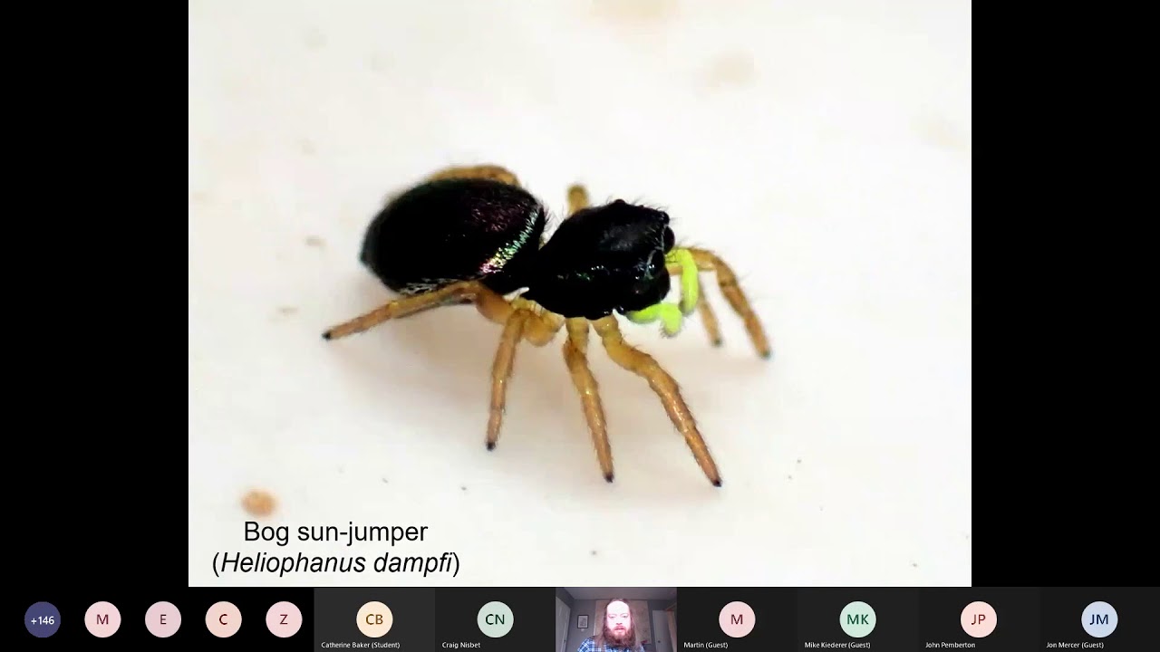 Introduction To Spiders Identification First Part