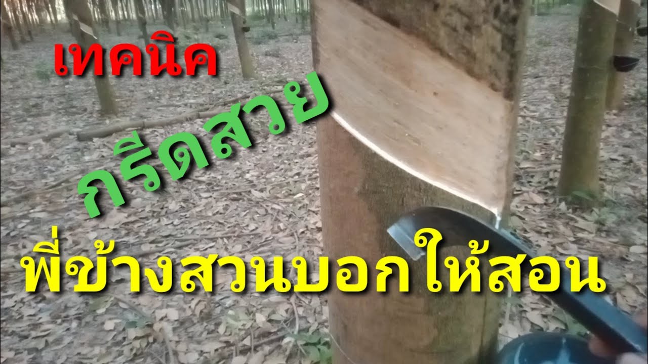 เทคนิคกรีดยางพาราให้น้ำออกเยอะ