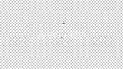 Two Harpy Eagles - Flying Round Loop | Motion Graphics - Envato elements