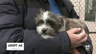 Hazleton Animal Shelter's Adopt Me - May 18, 2026