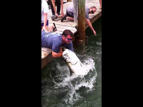Fish Grabs Man's Arm! (THE Original Video) - Tarpon Smackdown!