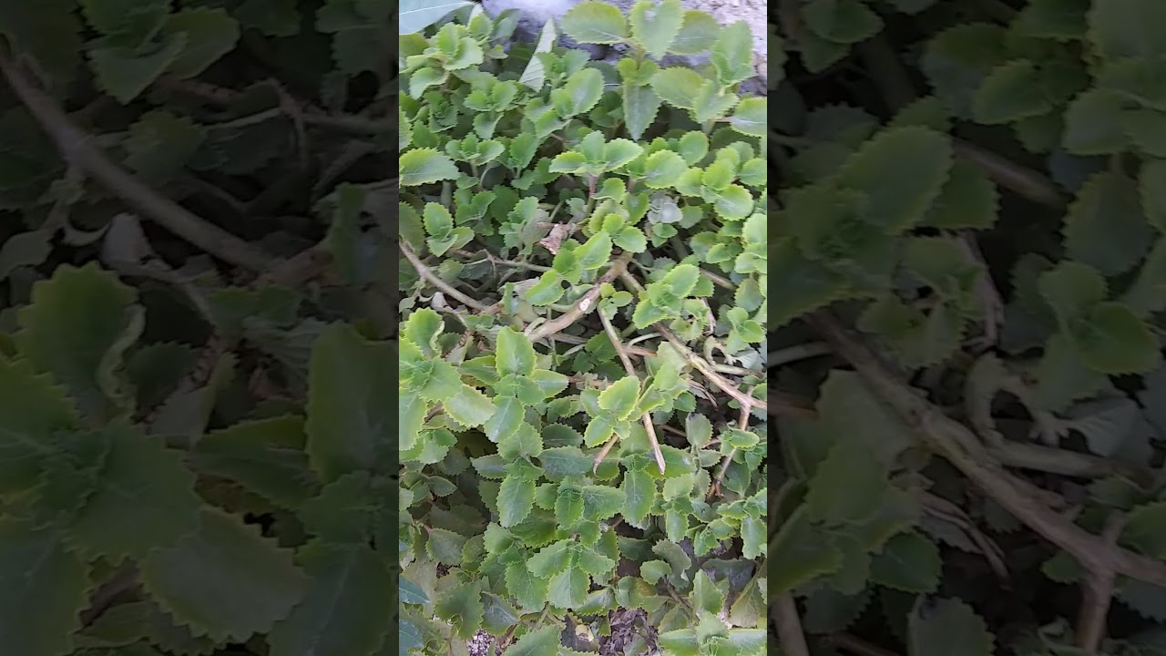 mon début du stage en agriculture avec des feuilles pour thé