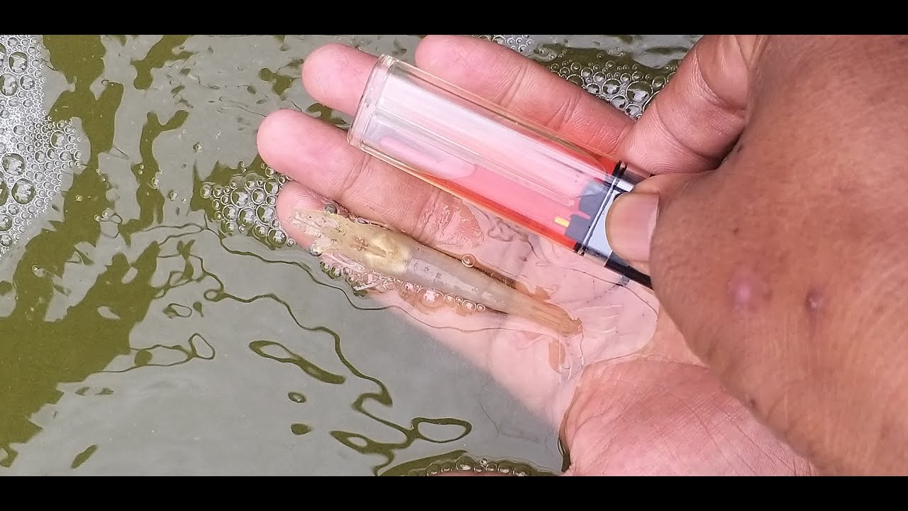 Cara fermentasi air budidaya udang vaname sistem bioflock kolam bundar