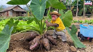 Farmer Lily harvested a strange tuber from a special plant in the garden!