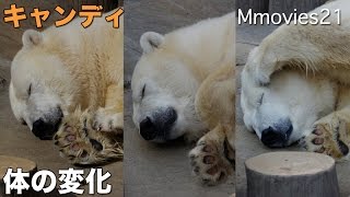 Polar Bear 