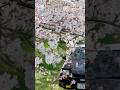 ［AE86×さくら］ハチロクと迎える19回目の春🌸 #Shorts