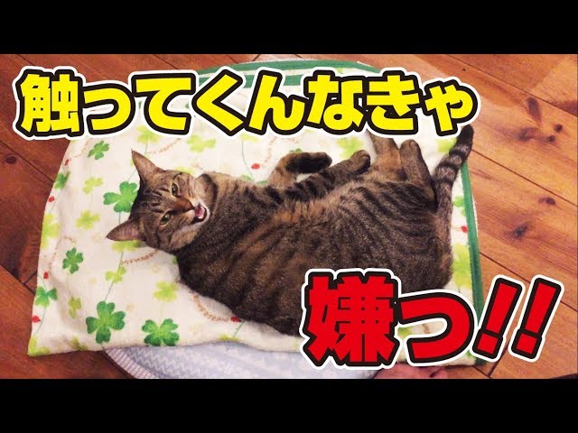 はやくモフって欲しくてソワソワする猫さん！