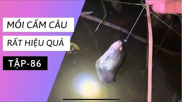 Tập 86 - Mồi câu cá rô đồng, hiệu quả khi cấm câu cá thác lác, cá lóc, cá trê vàng |TMQT