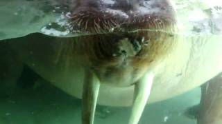 Regurgitating Walrus