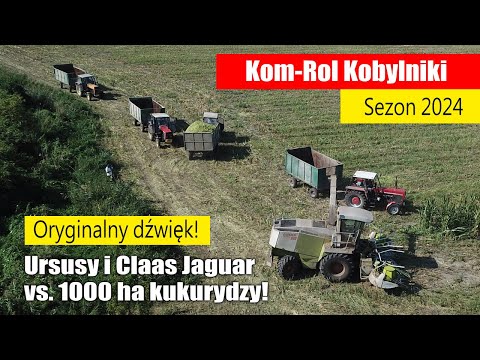 Ursusy i Claas Jaguar vs. 1000 ha kukurydzy na kiszonkę! Kom Rol Kobylniki 2024 maxresdefault Ursusy i Claas Jaguar vs. 1000 ha kukurydzy na kiszonkę! Kom Rol Kobylniki 2024