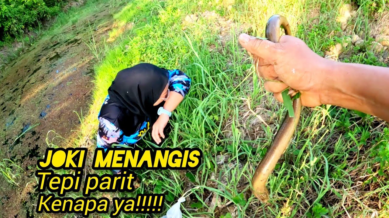 Cari Belut Di Padang Jawa #gengdunia 