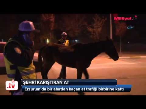 Başıboş at trafiği karıştırdı - YouTube