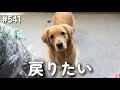 すぐ飽きるモンちゃん【ゴールデンレトリバー】