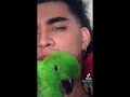 Eclectus parrot 5weeks old to 12 weeks old