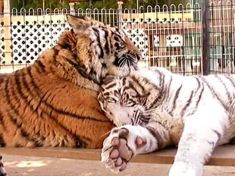 ホワイトタイガーさん 撮影会の時間ですよ Tiger Twins 10 Months Old Youtube