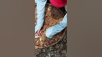 Bẫy Cá Mương Bằng Cụp