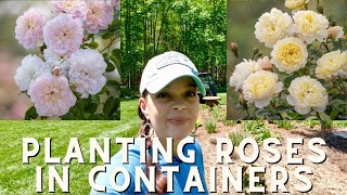 How to Plant A Rose in a Container  More David Austins! | Gardening with Creekside