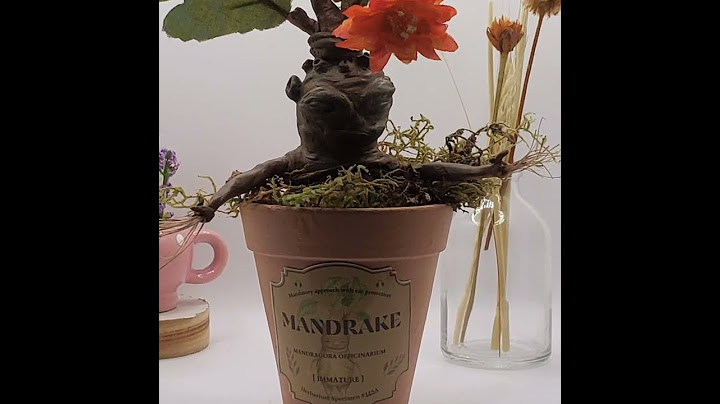 MANDRAKE-MANDRAGORA OFFICINARUM ORANGE FLOWER - Harry Potter Inspired