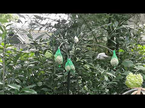 Slo-mo birds 2
