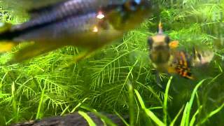 VID 20120224 00130
