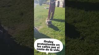 firulai#funny#iran#protest #