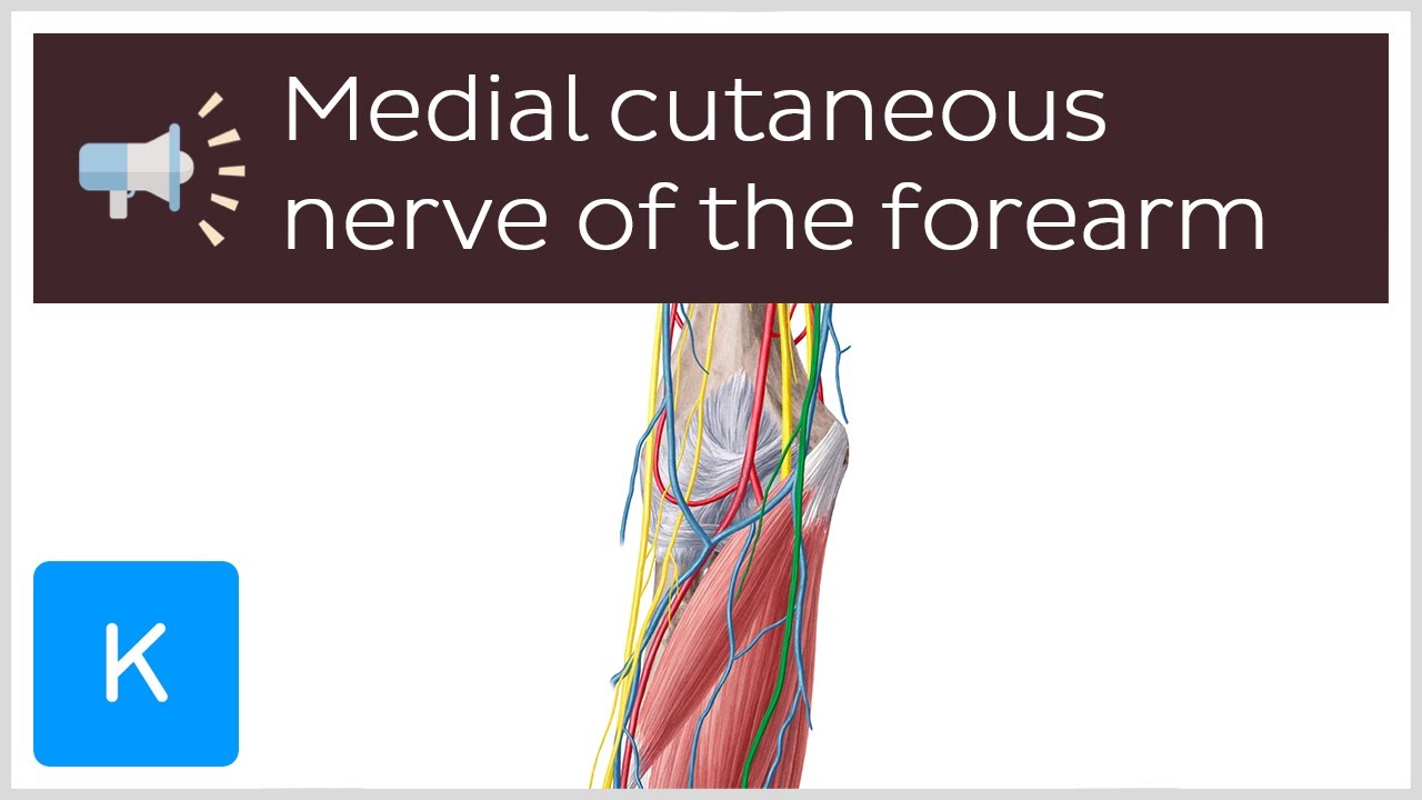 Medial cutaneous nerve of the forearm | Anatomical Terms Pronunciation by Kenhub - YouTube Medial cutaneous nerve of the forearm | Anatomical Terms Pronunciation by Kenhub - YouTube