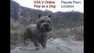 Gta Online How To Play As Dog Peyote Plants And Animals Are Back