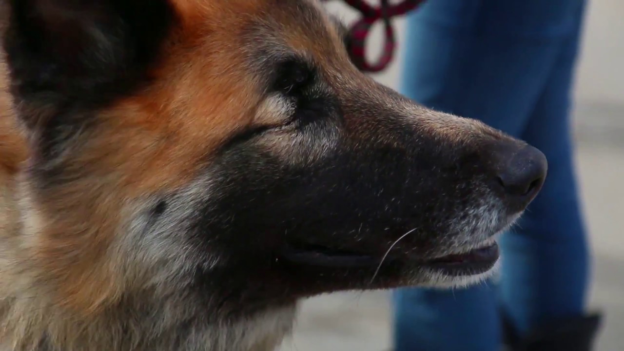 texas rescue dogs