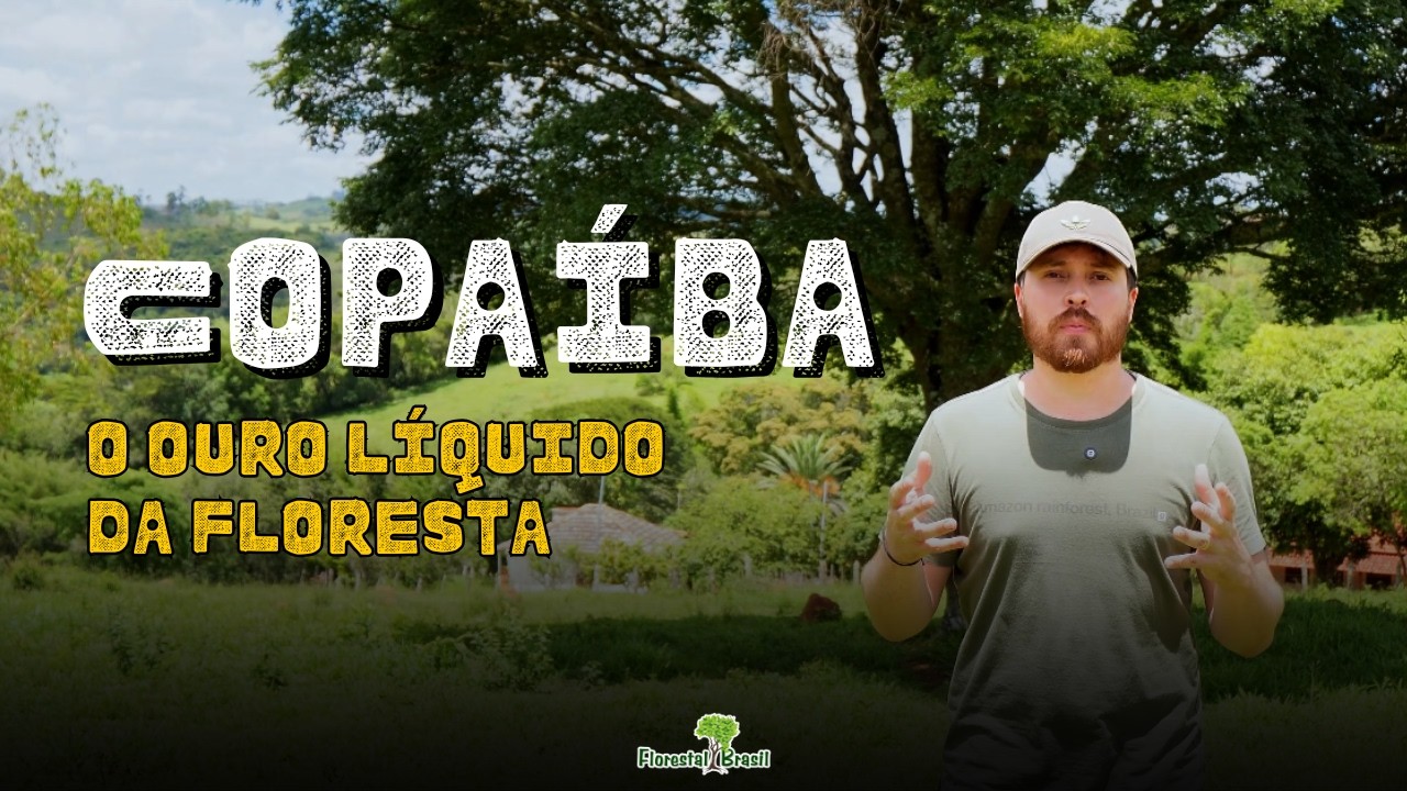 O Cicatrizante Mais Potente do Mundo: Conheça a Copaíba