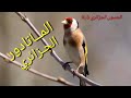 الماتادور الجزائري ، مقطع رهيب لتعليم الفراخ والهجين ، chant de chardonneret khalwi