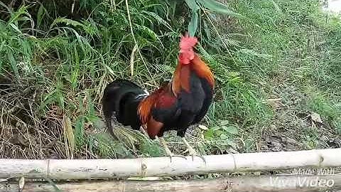 Qaib dib 2019 nawb leej twg nyiam nus tau