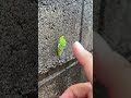 イモムシを指でなでまわす