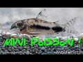 Corydoras nain abrosus corydoras  poivre et sel  masterfisch  pascal aquariums naturels