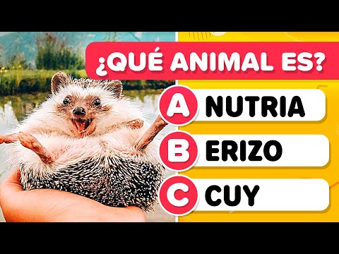 Video: Nombres únicos de mascotas: la edición de la cultura pop