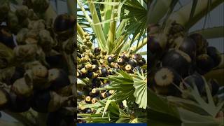 உங்கள் ஊர்ல பனைமரம் இருக்கா?#TamilReels #ViralTamil  #VillageVibes #NatureTamil#TamilCulture
