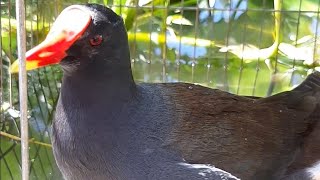 Experience in raising lapwings/The Hien Ca Mau shares experience in raising ornamental birds.