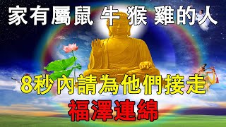 佛菩薩提醒家裡有屬鼠、牛、猴、雞的人嗎如果有就不得了趕快為他們接走福澤連綿【佛語】#生肖#風水#運勢#財運