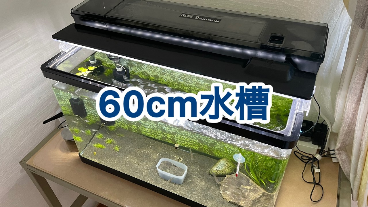 屋内60㎝水槽立ち上げ！ - YouTube