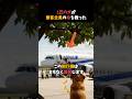 1匹の犬が乗客全員の命を救った #ゴールデンレトリバー #犬 #動物