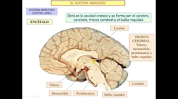 ¿Qué función cumple el sistema nervioso de la relación?