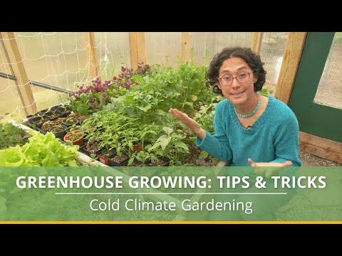 Video: Hur och vad ska man odla i ett växthus?