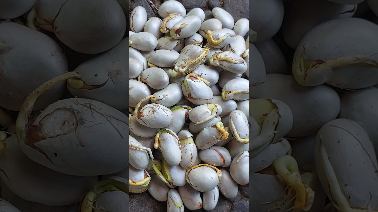 jackfruit growing / jackfruit seed growing