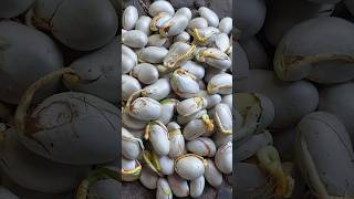 jackfruit growing / jackfruit seed growing