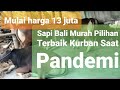 Hewan Qurban Pilihan Terbaik Murah 2021|| Sapi Bali