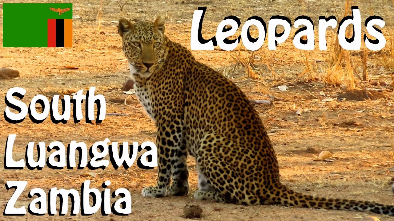 Tracking LEOPARDS in SOUTH LUANGWA National Park, Zambia 🐆🐆