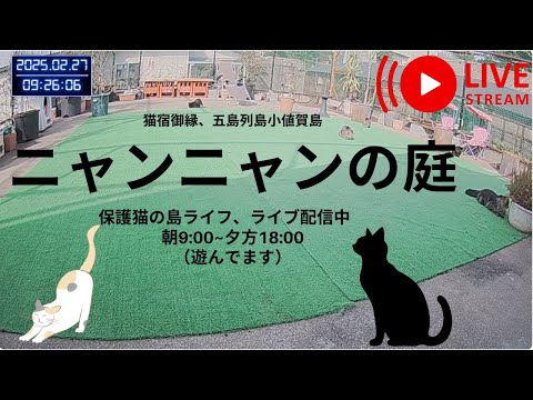 【ライブ配信】🐱離島の猫たちが自由に遊ぶ庭🏝️ 小値賀島の保護猫たちの癒し時間🐾 #五島列島