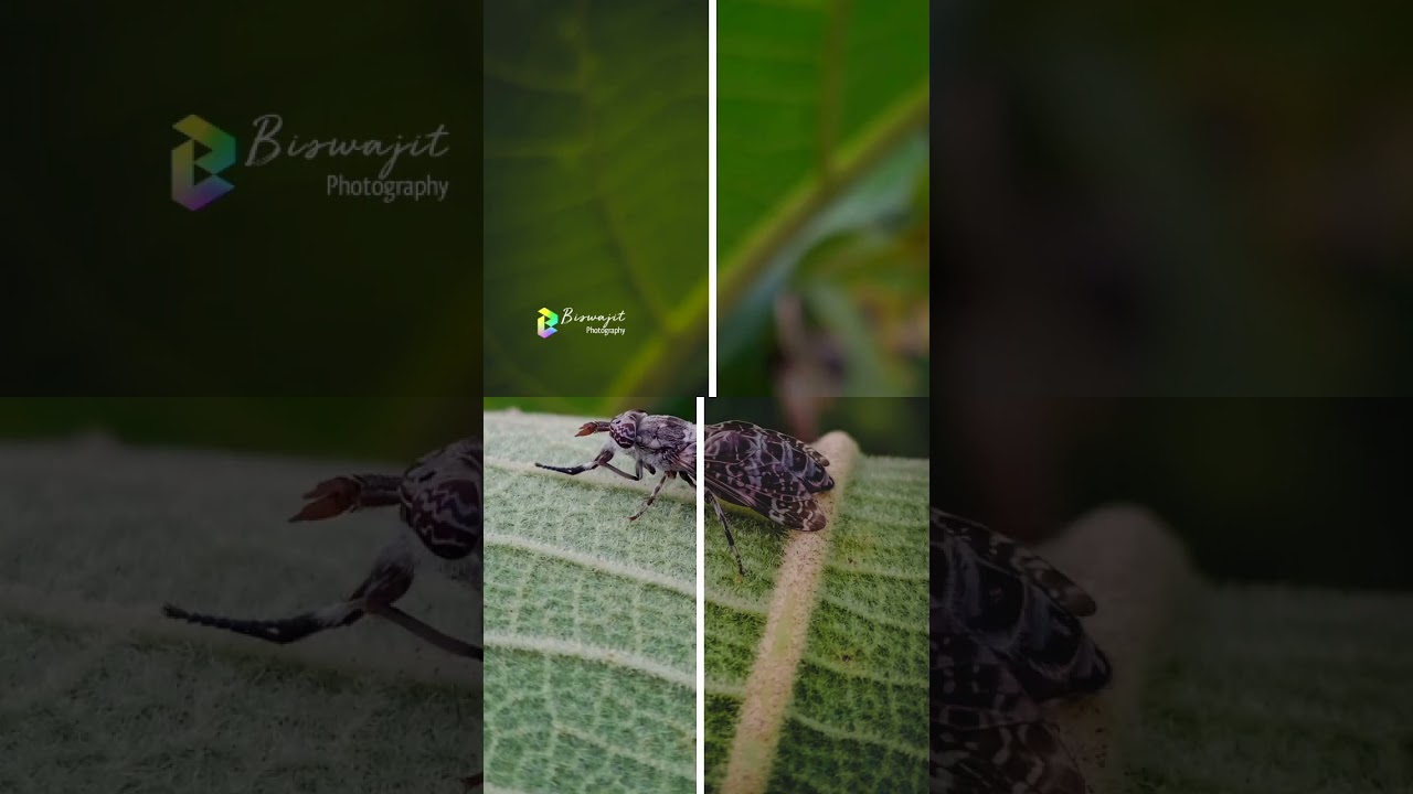 Lightroom Colour Grading Shorts